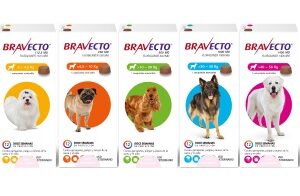 Bravecto perro (12 semanas)