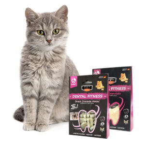 Qchefs gato
